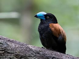 Image result for Vangueria vestita