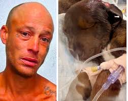 Sign: Man Kicked, Stomped, and Slammed 10-Week-Old Puppy, Fracturing Her  Skull