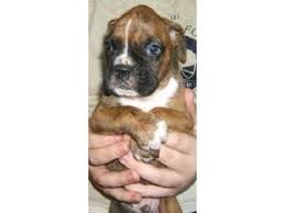 He is a goofy, happy affectionate. Boxer Puppies In Washington