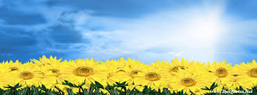 Sunflower cover photo for facebook. Facebook Cover Image Sunflower Thequotes Net