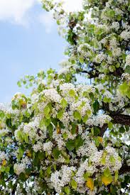 Maybe you would like to learn more about one of these? Bloom Alert The Wild White Confetti Of The Evergreen Pear Tree The Horticult