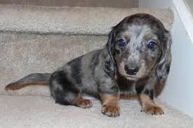 The dachshund, or wiener dog, is a lively, clever a dachshund can be a good fit for a novice owner as long as they attend obedience and puppy training classes. Dachshund Puppies For Sale Indiana Page 4
