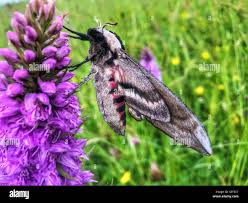 Image result for Sphinx ligustri