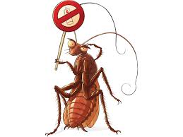 Exterminators go to client homes and watch a video to learn what a pest control worker or exterminator does pest control workers are employed full time and often work overtime. Cockroaches Can Evolve Resistance To Multiple Insecticides Fast Vox