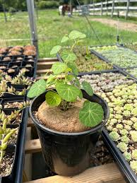 Image result for Stephania cyanantha