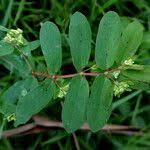 Image result for Euphorbia hyssopifolia