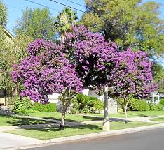 Sign up for free today! Crape Myrtle Trees Bloom All Summer In Redlands Redlands Daily Facts