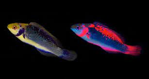 Reef Fish Get Riled When Intruders Glow Red Male Fairy Reef Fish