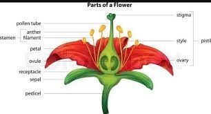 Then i trace it with liquid eyeliner and smudge it a little more with dark eyeshadow on an angled brush :) 8. Diagram Of The Longitudinal Section Of Pride Of Barbados Flower Brainly In
