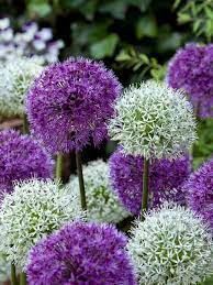Allium Around The Globe Collection Allium Flowers Bulb Flowers Partial Shade Plants
