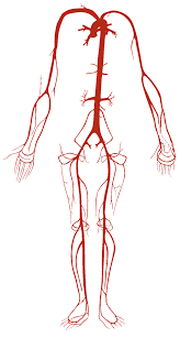 Human Body Gives Takes Google Suche Human Body Systems Human Anatomy Picture Human Body Anatomy