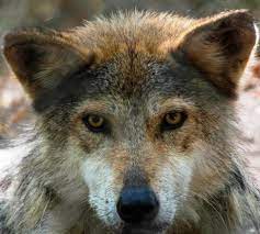 Mexican Gray Wolf Lobo Photo Credit Endangered Wolf Center Mexican Gray Wolf Wolf Spirit Animal Wolf Life