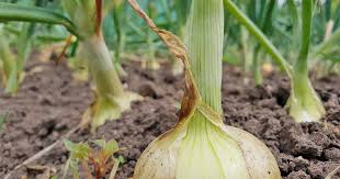 What to do with onions from the garden. The Best Onion Cultivars To Grow At Home Gardener S Path