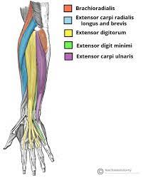 Superficial Extensor Muscles Of Hand And Wrist Muscle Anatomy Anatomy Forearm Muscle Anatomy