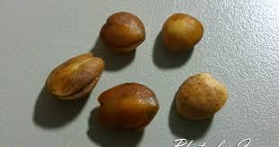 Image result for Commiphora angolensis