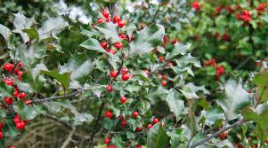 Castle Wall® Blue Holly - Grown By Overdevest