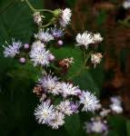 Image result for Bothriocline laxa