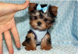 Are you searching for a healthy teacup puppy for adoption? Yorkie Puppy For Sale Nc Petswall