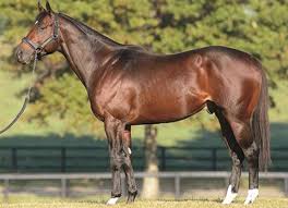 The Unusual Arc Of New Year S Day Street Cry Ire S Stud Career Has Given Him New Life The Sire Of Gl Xpressbet Florida Derby Stallion Thoroughbred Horses