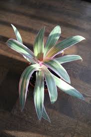 Well you're in luck, because here they come. How To Care For Tri Color Oyster Plants Oyster Plant Oyster Plant Care Plants