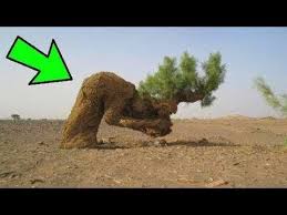 Kabe Nin Uzerinde Ne Oldugunu Kimse Bilmiyor Ogrenince Hemen Aglayacaksiniz Youtube Agac Ayrilik Sozleri Alayci Sozler