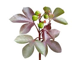 Image result for Jatropha gossypiifolia