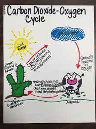 Science The Carbon Dioxide Oxygen Cycle Carbon Cycle Carbon Dioxide Oxygen Cycle Cycle For Kids