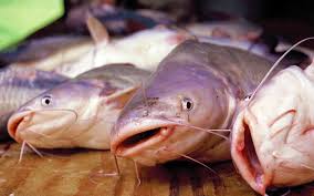 Previous episode ikan keli akar. 18 Kitang Ideas Fish Butterfish Fish Pet