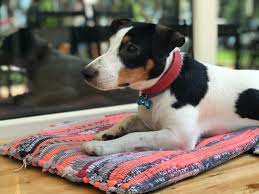 This easy imk9 roll up dog bed is perfect for car rides or lining your dog's crate! The 5 Best Roll Up Dog Travel Beds Puptraveller