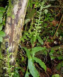 Image result for Habenaria malacophylla