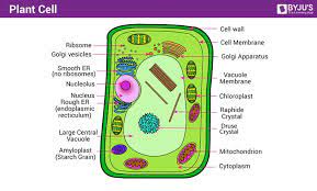 Image Result For Plant Cell Diagram Sharma Plant Cell Cell Diagram Plant Cell Diagram