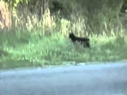 Multiple media outlets report that michelle russell says she initially thought. Black Bobcat Blount County Alabama Youtube