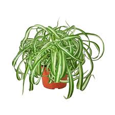 Image result for Chlorophytum lancifolium