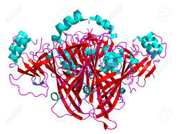 They use the structures of the ebola virus nucleocapsid within intact viruses and recombinant assemblies to propose a model for viral rna encapsidation and accessory protein recruitment. Molecule Structure Of Ebola Virus Vp40 Dimer Protein On White Background With Standard Coloring Helix In Blue Sheets In Red Loops In Purple Stock Photo Picture And Royalty Free Image Image 32267929