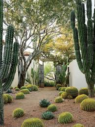 Zen Imbued Landscape In This Natural Courtyard Blueprint For Beauty Phoenix Home Garden Cactus Path Desert Landscaping Desert Garden Arizona Landscape
