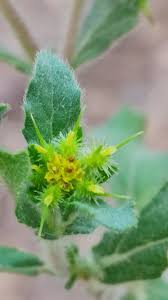 Image result for Acanthospermum hispidum