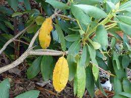 Phytophthora root rot causes rhododendrons to wilt, and affected plants may be stunted. Rhododendron Leaves Turning Yellow Why Does My Rhododendron Have Yellow Leaves