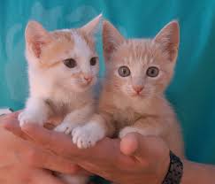 Precious Kittens
