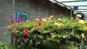 Jual tanaman hias bunga kriminil merah atau biasa disebut krokot merah, tanaman taman tahan panas, dengan pembelian satuan maupun partai dengan harga relative terjangkau. Jual Bibit Bunga Krokot Import Termurah Di Kota Jogjakarta Sb Flash Farms