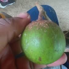 Image result for Pouteria pseudoracemosa