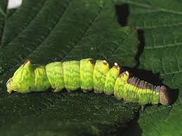 Illustrated Guide To British Caterpillars Wildlife Insight