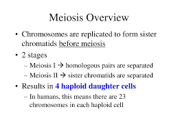 Section 11 4 meiosis answer key.pdf free pdf download now!!! Ppt Meiosis Powerpoint Presentation Free Download Id 5420046