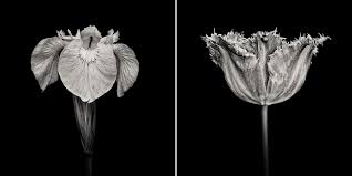 Black and white floral art. Paul Coghlin Limited Edition Floral Art Prints