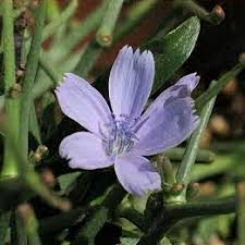 Image result for Cichorium
