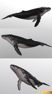 Desire Fx Whale 3d Model Whale Art Whale Whale Tattoos