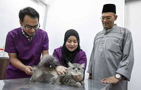 Mohd fakhrudin bin abd.salam pemilik klinik haiwan mahkota wisma zar,lot 1192,aras bawah a,jalan tapang panji,15200 kota bharu kelantan.boleh dihubungi di talian / fax 09 764 9270121 talian terus 013. Proses Kembiri Kucing Diharap Tidak Lagi Disalah Anggap Utusan Borneo Online