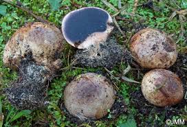 Image result for Scleroderma cepa