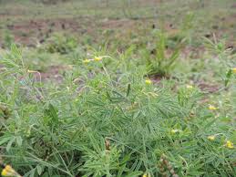 Image result for Antopetitia abyssinica