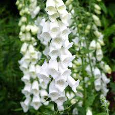 Shop fine gifts from monticello! Digitalis Purpurea F Albiflora Alba Dorset Perennials