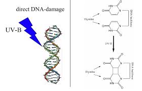 But why is dna, and not rna, now the dominant biological information store? What Are The Consequences Of Having Pyrimidine Dimers In Dna Lifeder English